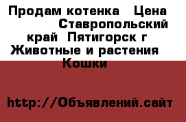 Продам котенка › Цена ­ 10 000 - Ставропольский край, Пятигорск г. Животные и растения » Кошки   